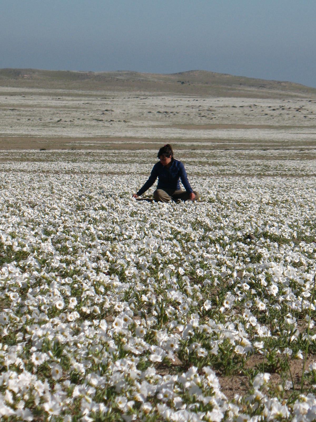 Flores del Desierto Florido en Bahía Salada, Región de Atacama